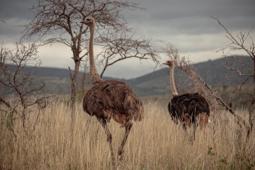 ostrich, birds, animals-6507030.jpg