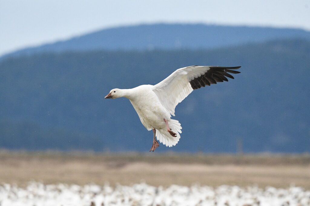 16 Days Luxury Birding Watching Safari in Northern Tanzania