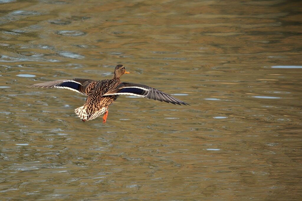 14 Days Luxury Birding Watching Safari in Northern Tanzania