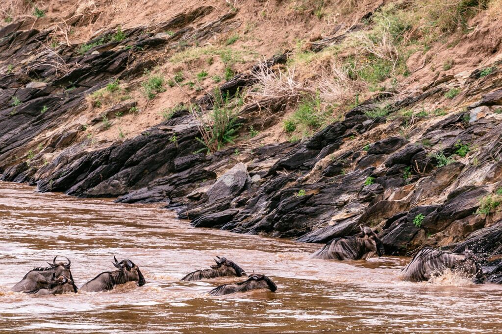 12-Day Serengeti Wildebeest Migration River Crossing + Cultural Tour