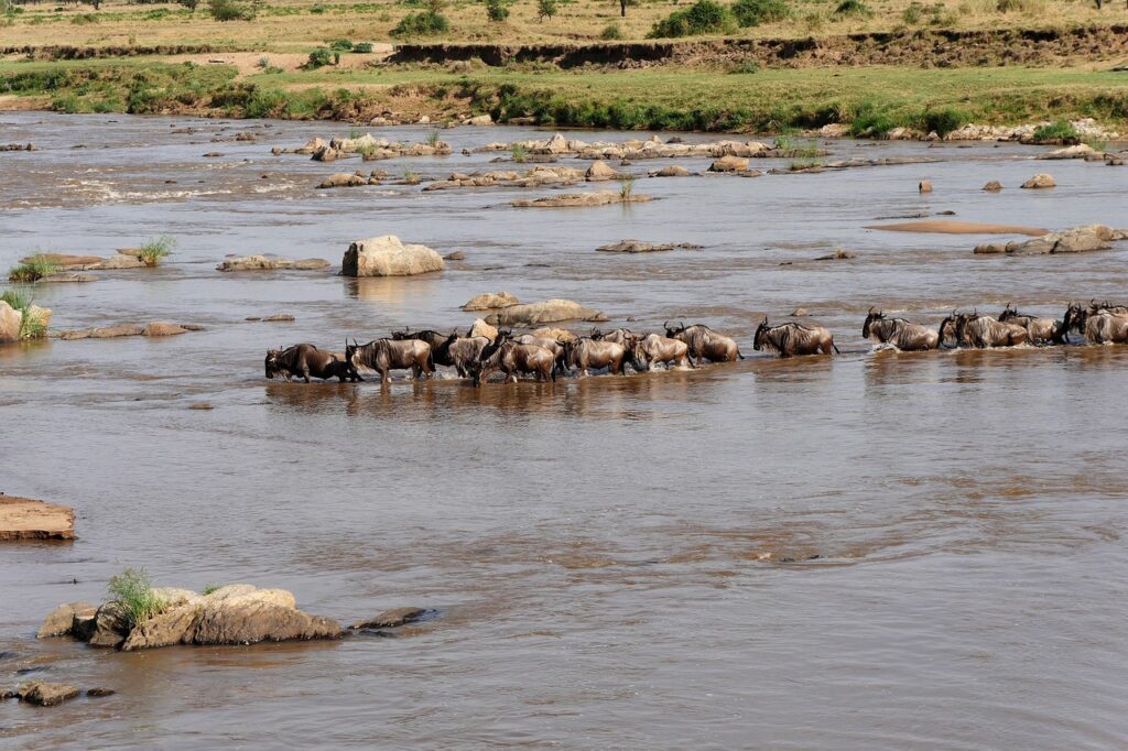 serengeti wildebeest mara river crossing to maasai mara with nduwa tours